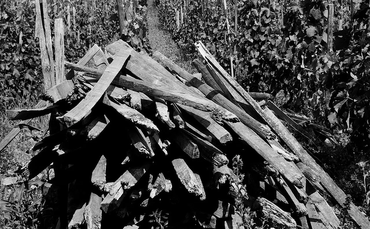 De vieux échalas empilés au bord d'un rang de vigne, à Cornas